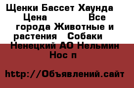 Щенки Бассет Хаунда  › Цена ­ 25 000 - Все города Животные и растения » Собаки   . Ненецкий АО,Нельмин Нос п.